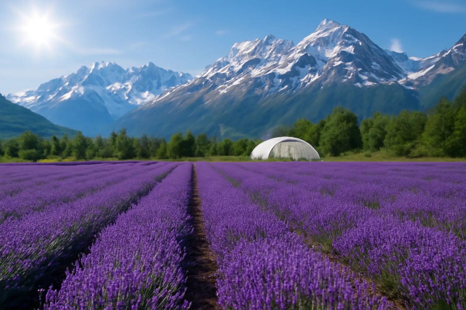 Blooming lavender rows on an Alaskan farm with mountains and a high tunnel visible.