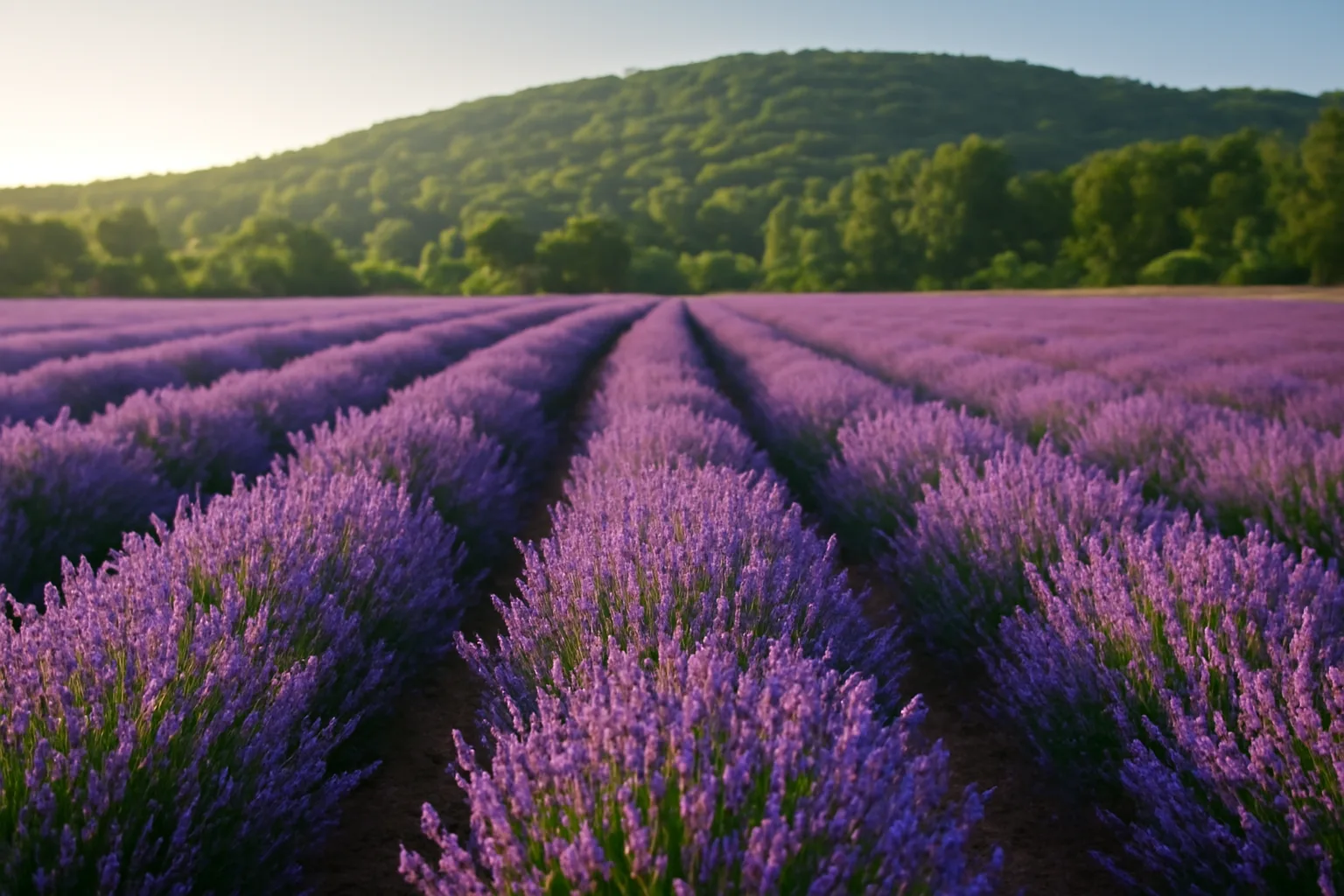 Rows of blooming lavender in a Vermont farm field on a summer morning